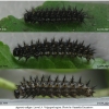 arg adippe larva4 volg